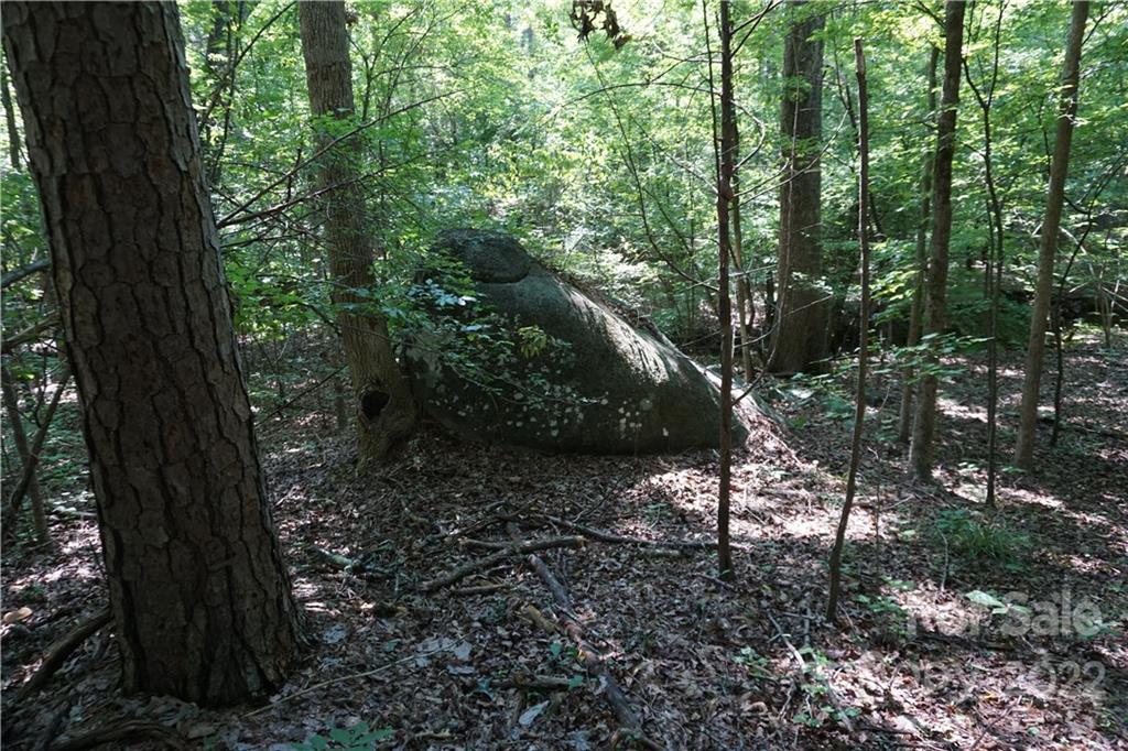 18-ac 18-ac Shillinglaw Road Sharon, SC 29742 - Photo 6 of 21 a view of a forest with a tree