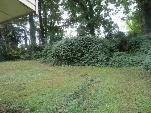 a view of a yard with a tree