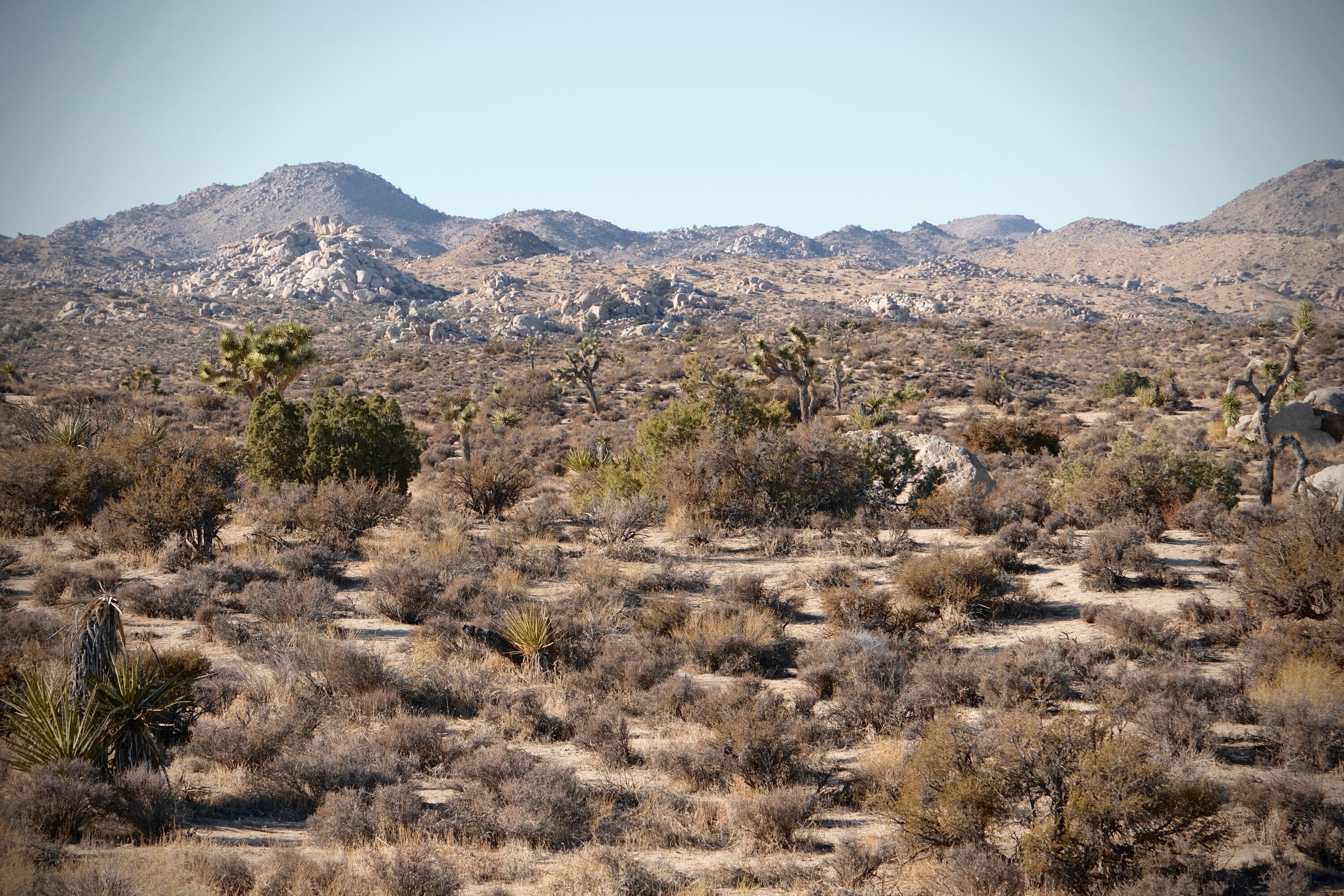 52185 Jalmar Road Yucca Valley, CA 92285 - Photo 7 of 10 a view of a house with a mountain in the background