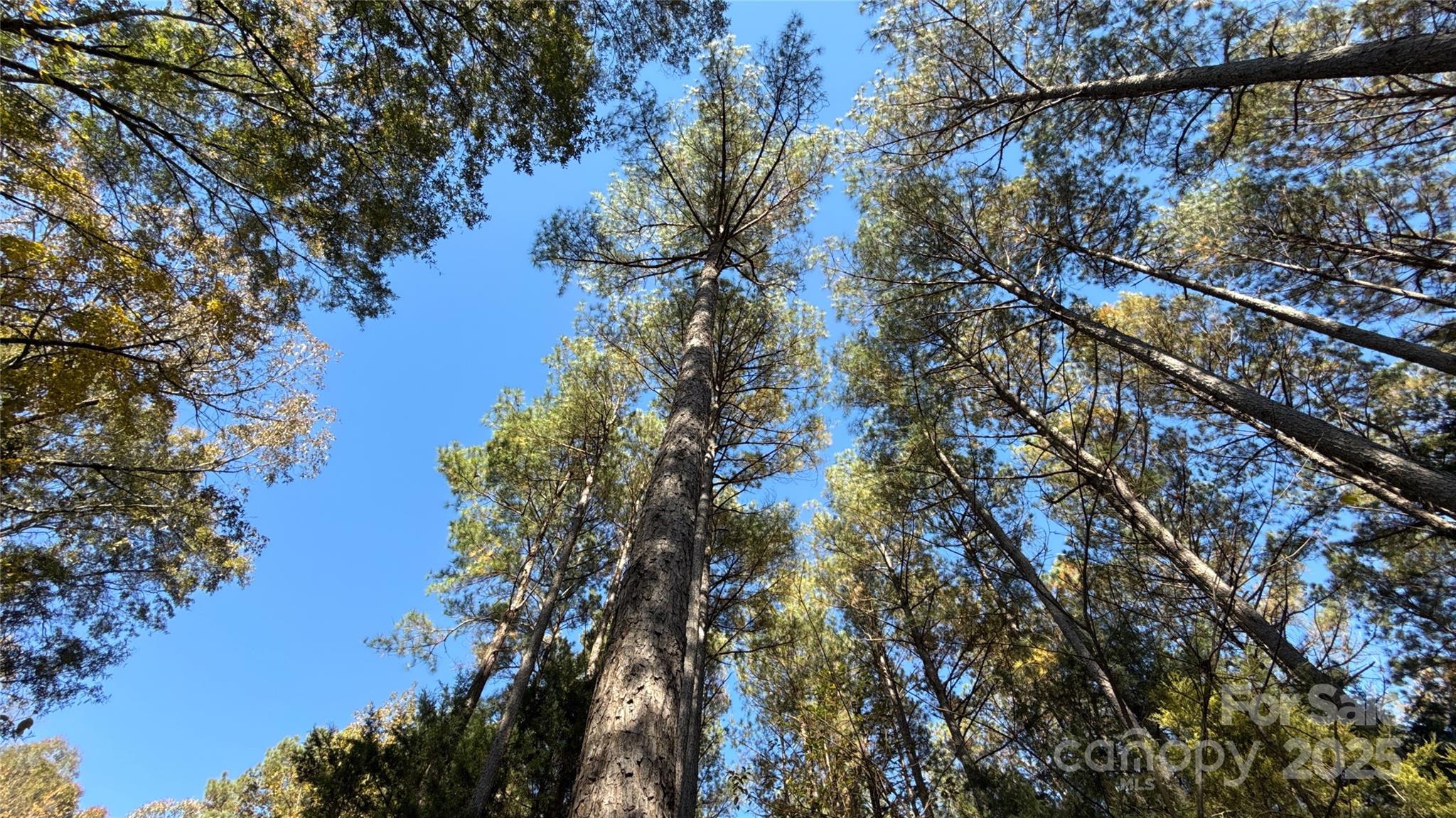 5401 Army Road Marshville, NC 28103 - Photo 21 of 21 a view of tree from a balcony