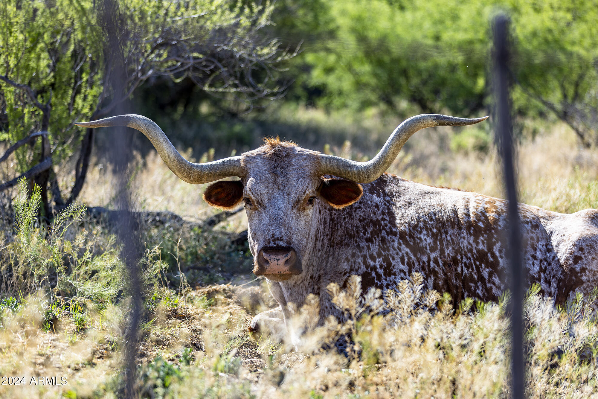 5500 Four Cross Ranch Road Skull Valley, AZ 86338 - Photo 48 of 59 Four Cross Ranch