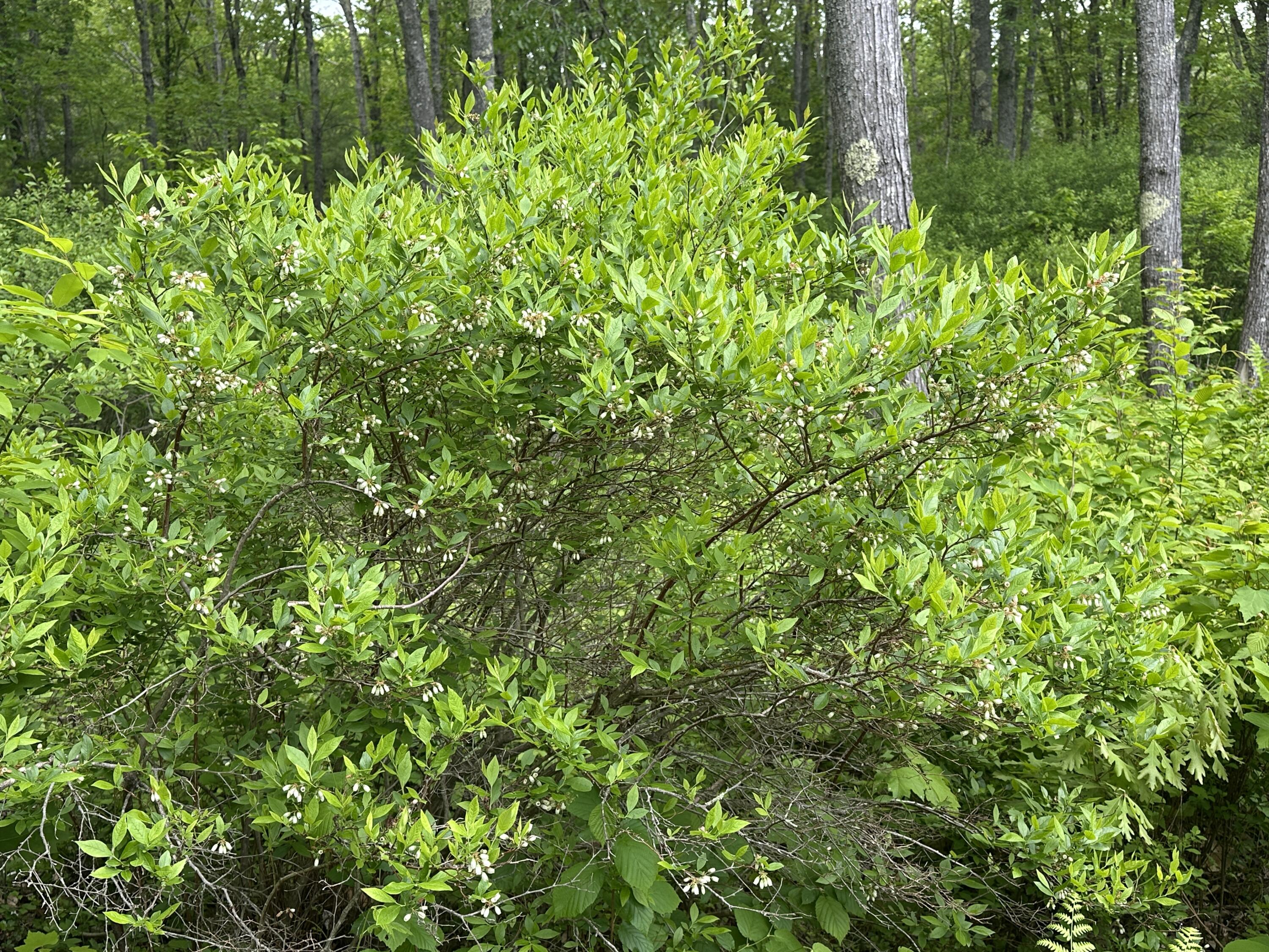 283 Davis Road Lyman, ME 04002 - Photo 48 of 48 blueberry bushes