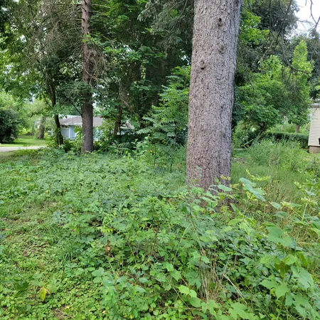 a view of a lush green forest