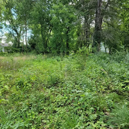 a view of a lush green forest
