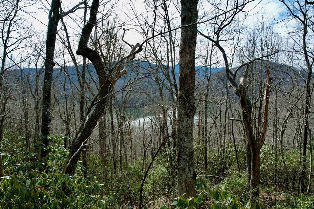 Tbd Tbd Zimmerman / Holly Ridge Road Topton, NC 28781 - Photo 6 of 7