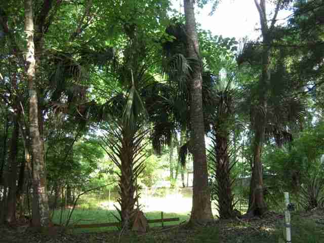 Lot 8 St Marks Rise Road, Unit I Crawfordville, FL 32327 - Photo 13 of 25 Gallery Image 13