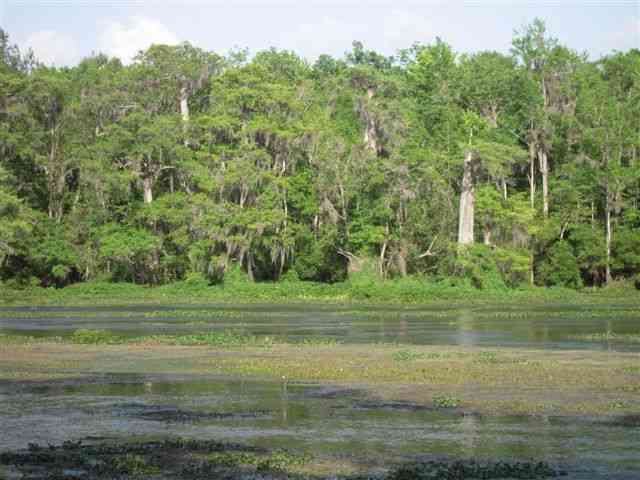 Lot 8 St Marks Rise Road, Unit I Crawfordville, FL 32327 - Photo 14 of 25 Gallery Image 14