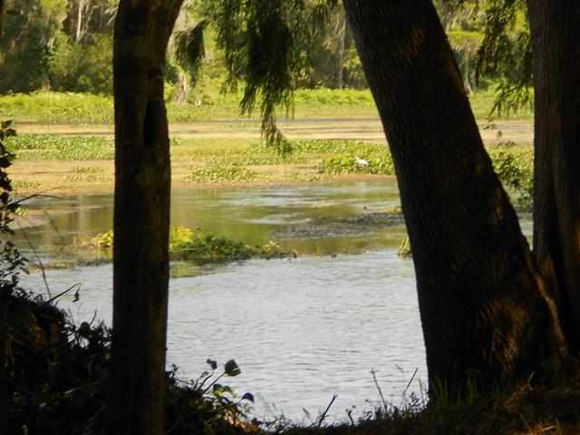 Lot 8 St Marks Rise Road, Unit I Crawfordville, FL 32327 - Photo 21 of 25 Gallery Image 21