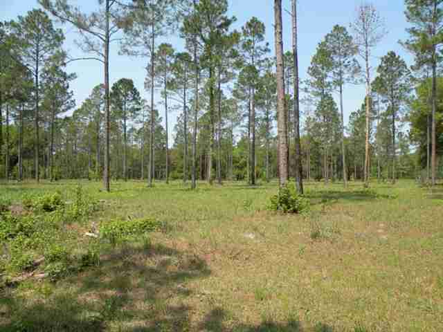 Lot 8 St Marks Rise Road, Unit I Crawfordville, FL 32327 - Photo 7 of 25 Gallery Image 7