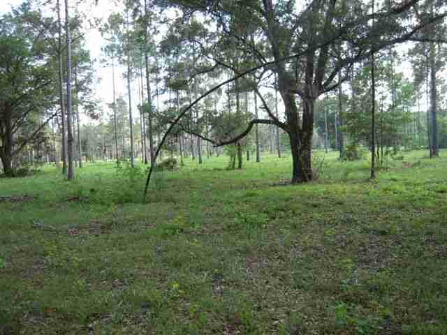 Lot 8 St Marks Rise Road, Unit I Crawfordville, FL 32327 - Photo 8 of 25 Gallery Image 8