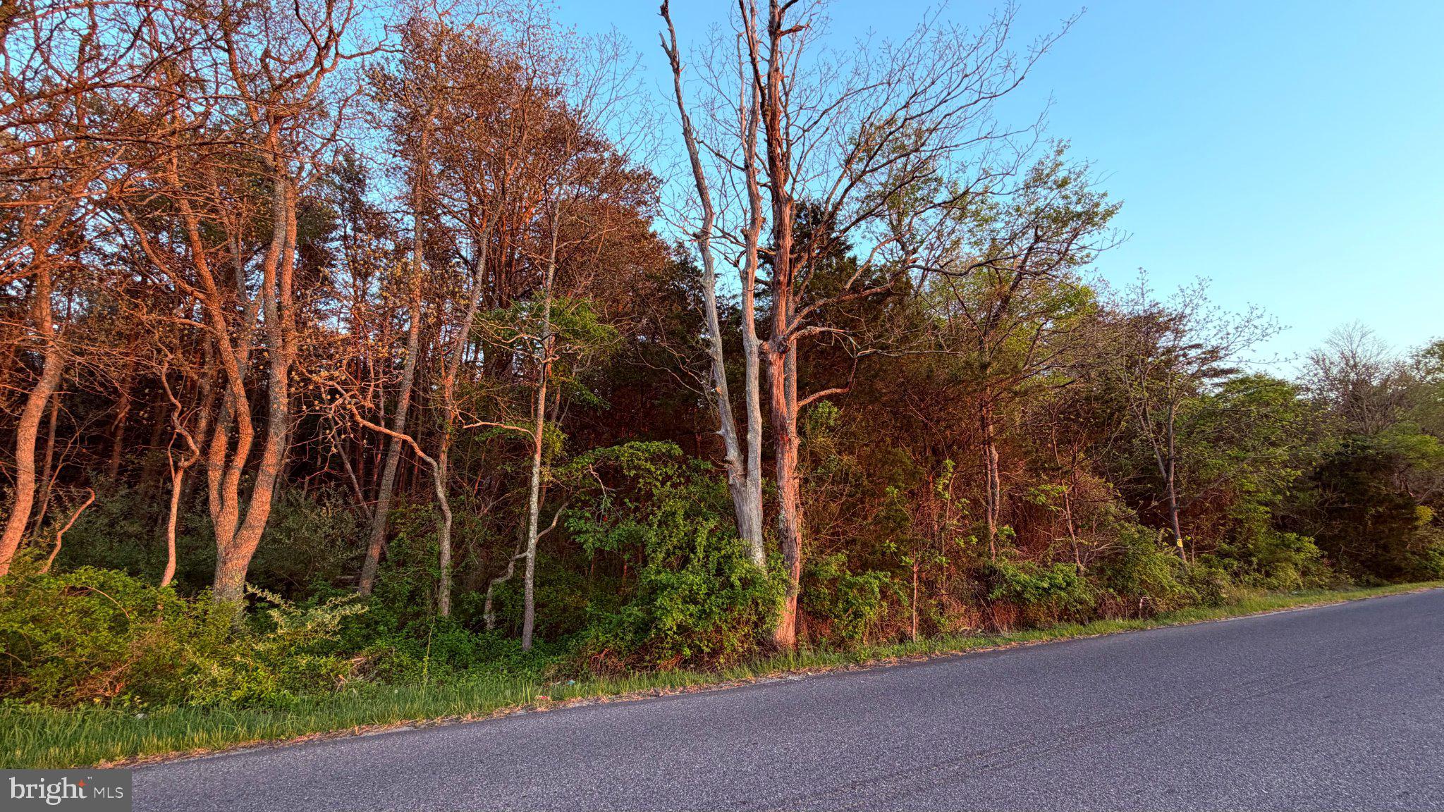 0 West Factory Road Cedarville, NJ 08311 - Photo 6 of 15 Sunset glow on tranquil woodlands.
