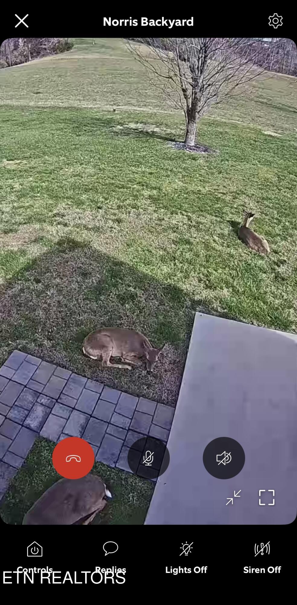 277 Deerfield Way La Follette, TN 37766 - Photo 59 of 59 Deer napping