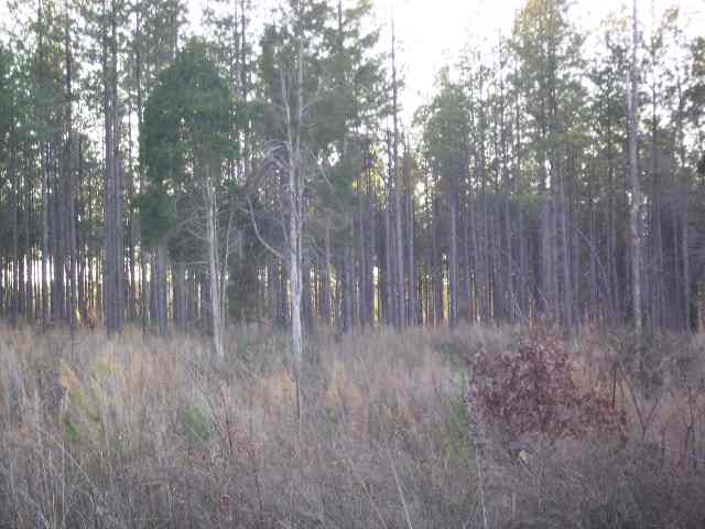 15 Acres Chapman Road Belton, SC 29627 - Photo 1 of 4