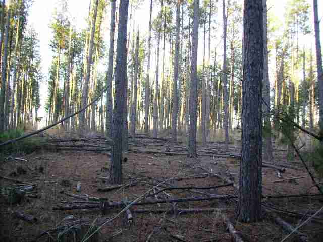 15 Acres Chapman Road Belton, SC 29627 - Photo 3 of 4