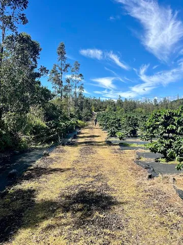 a view of a garden with plants
