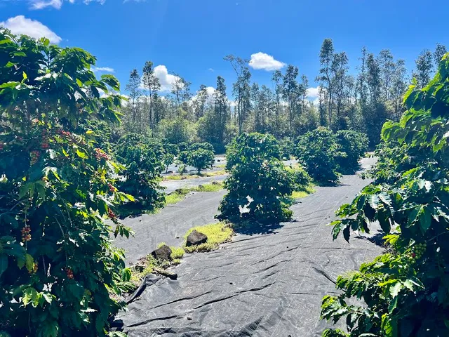 a view of a yard with wooden fence