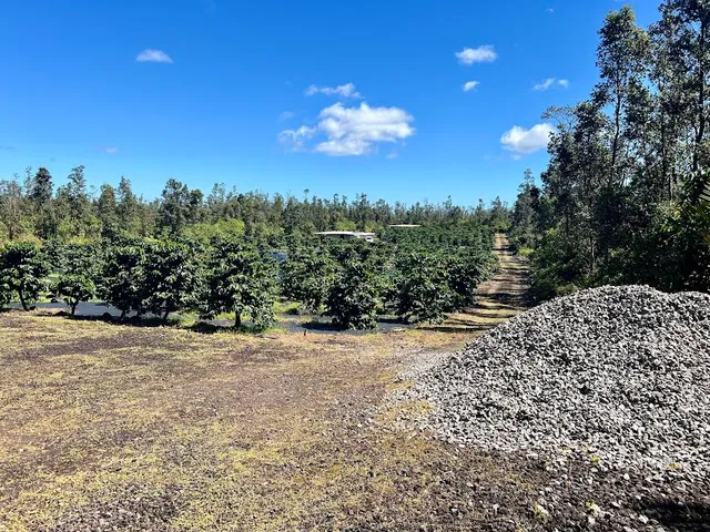 a view of a plant in a garden