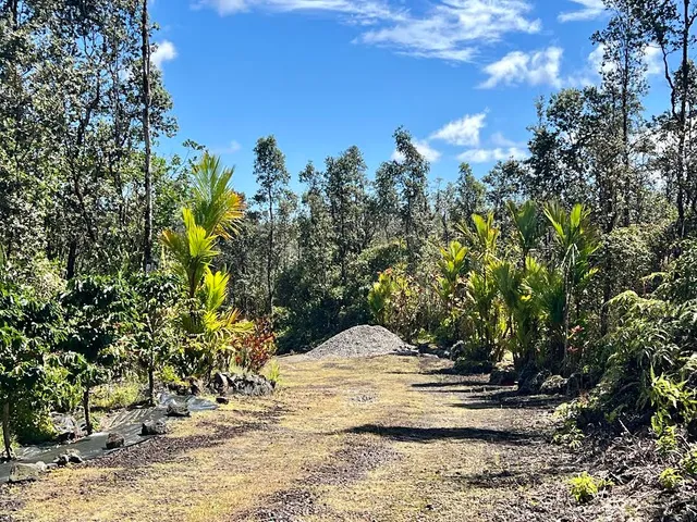 a view of a pathway with a tree