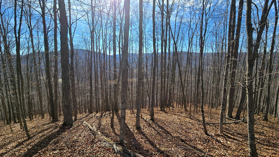 27 Acres Big Spring Slatyfork, WV 26291 - Photo 21 of 22 Upper portion of the property