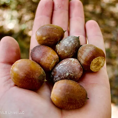 $192,500 | 35 Mississippi 35 Mount, Mount Olive, MS 39119