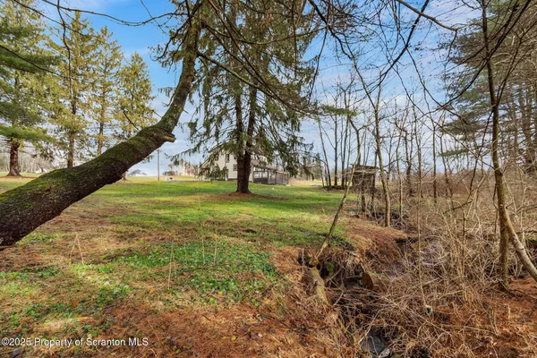 a view of a trees with a big yard