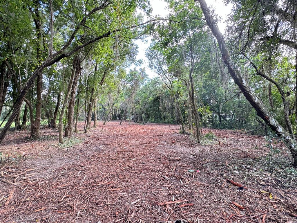 a view of a forest with trees in the background