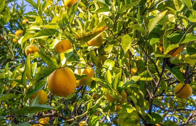 a view of house with a yard