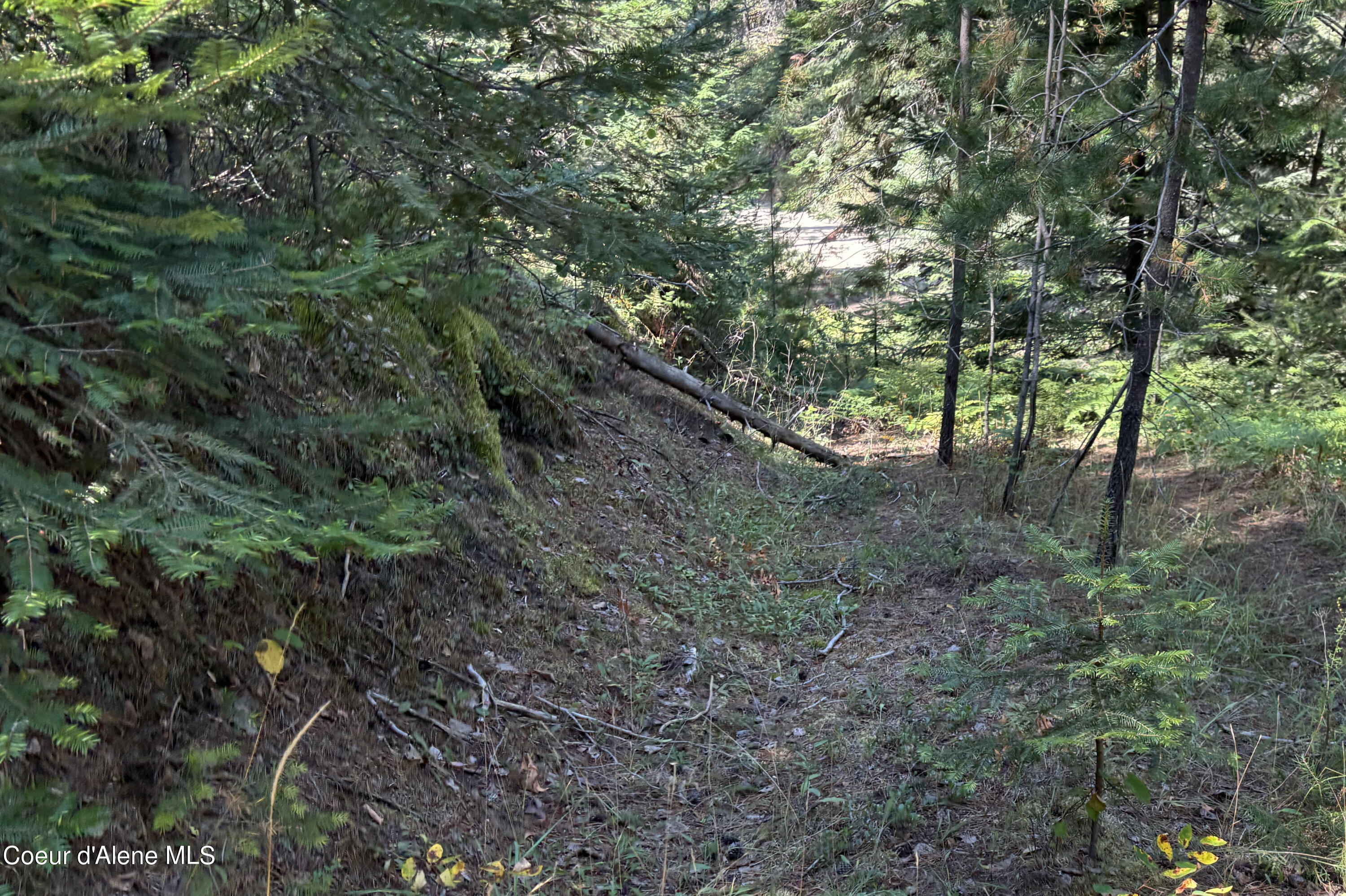 Lot 14 Ridge Way Sandpoint, ID 83864 - Photo 4 of 16 Roughed in Road Looking Down