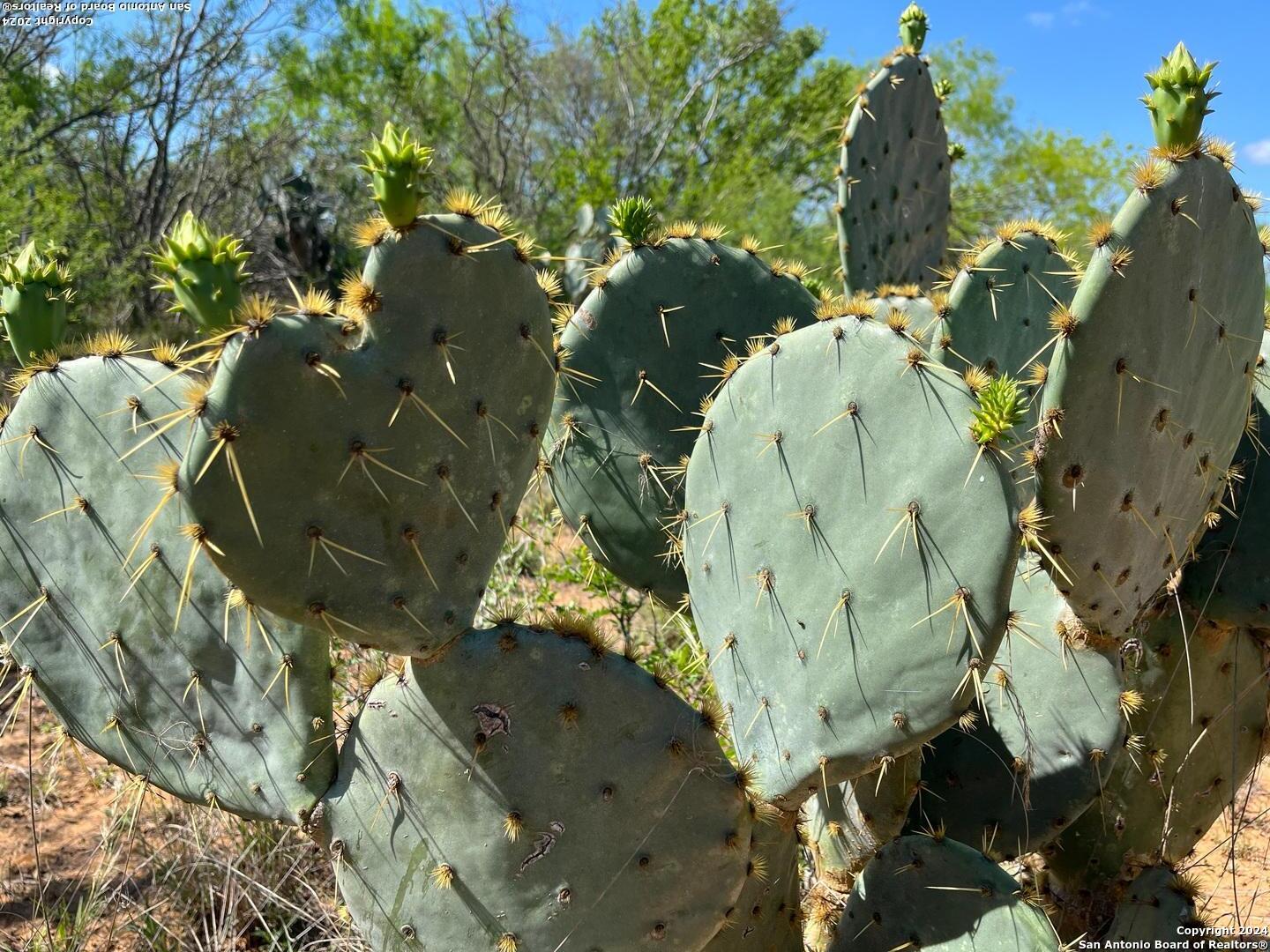 0 Carroll Road Dilley, TX 78017 - Photo 10 of 17