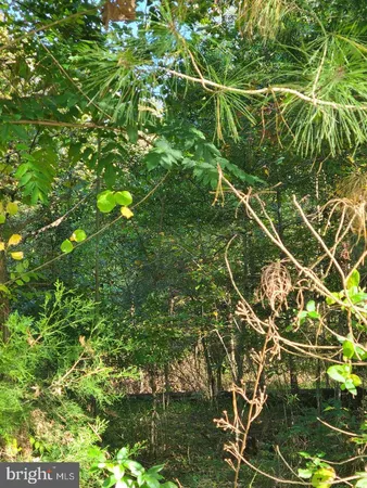 a view of a tree with a yard