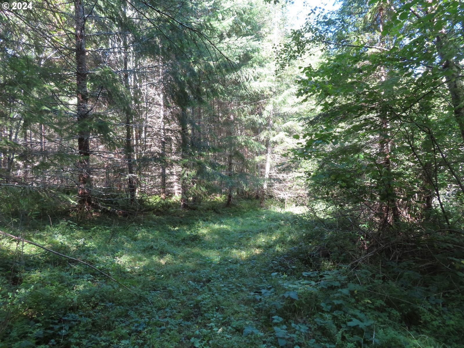 Bennett Road, Unit 2 & 3 Randle, WA 98377 - Photo 17 of 35 Gallery Image 17
