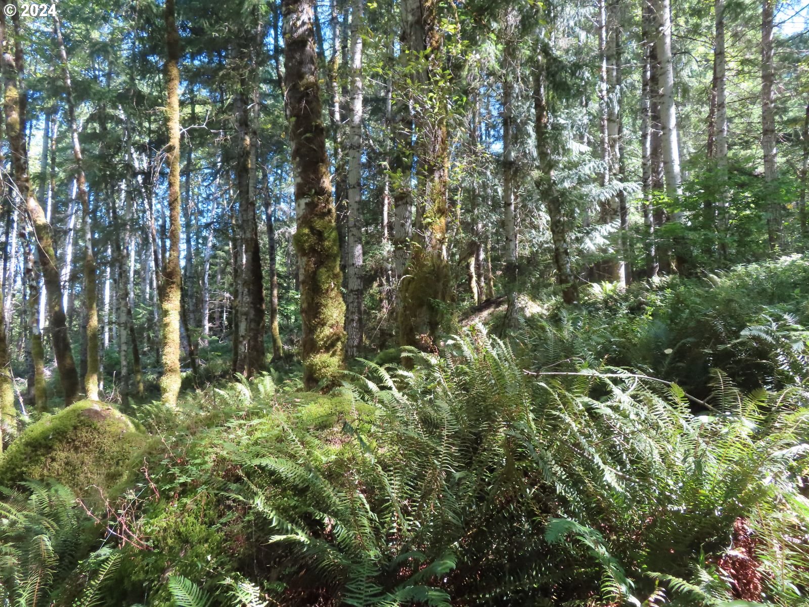 Bennett Road, Unit 2 & 3 Randle, WA 98377 - Photo 22 of 35 Gallery Image 22