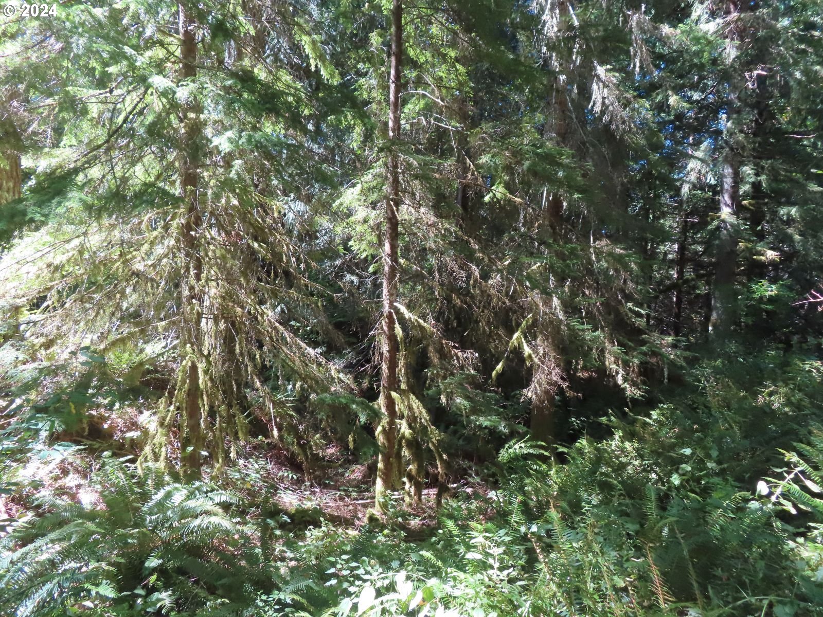 Bennett Road, Unit 2 & 3 Randle, WA 98377 - Photo 23 of 35 Gallery Image 23