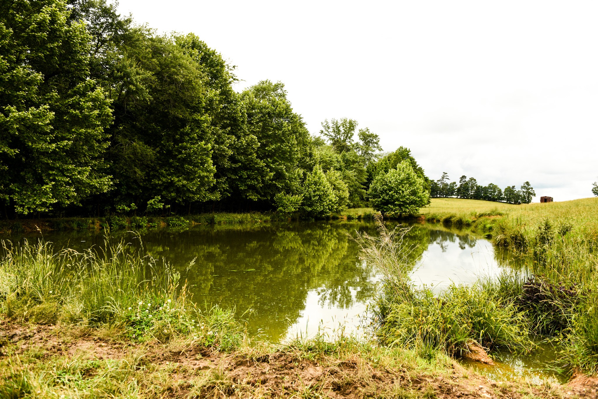 0 David Patterson Road Lutts, TN 38471 - Photo 46 of 58