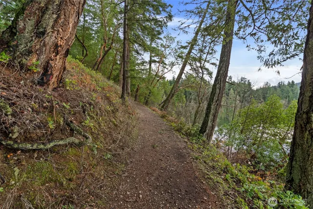 a view of a yard with large trees