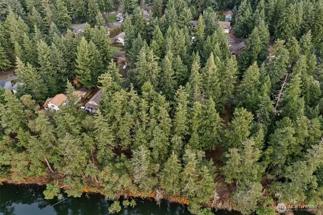 a view of a forest with a tree