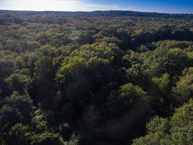 a view of a forest with a street