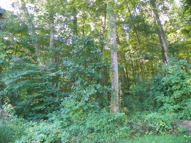 a view of a lush green forest