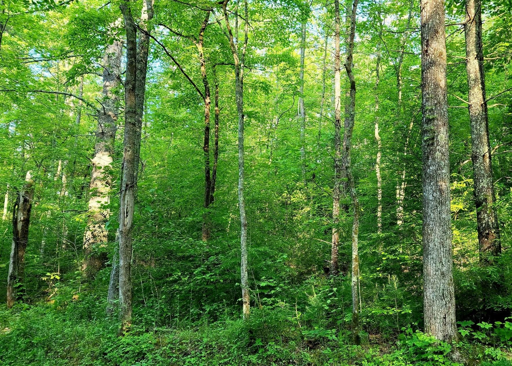10-acres Pond Ridge Road Tellico Plains, TN 37385 - Photo 2 of 5 Pond Ridge1