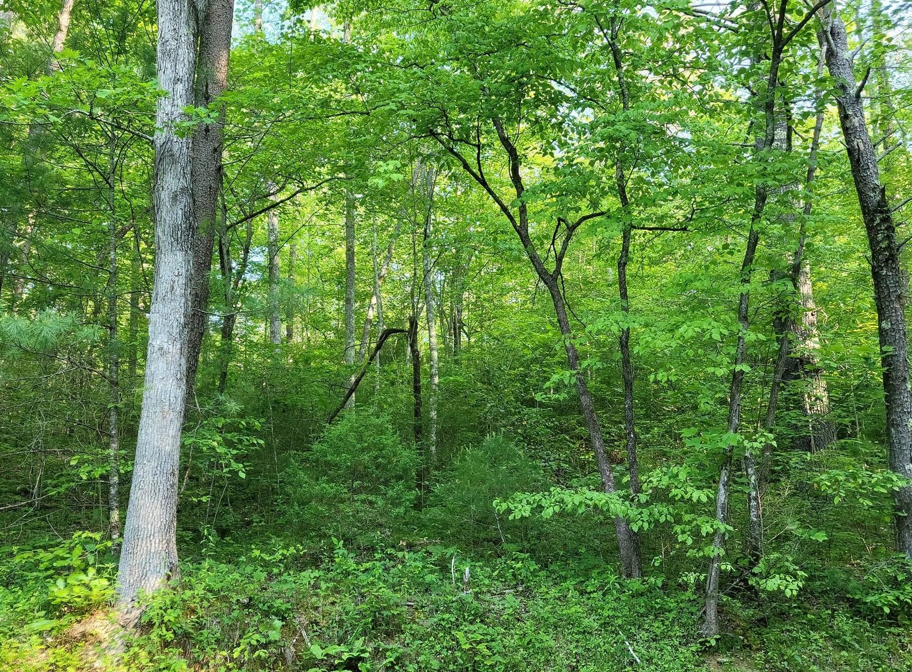 10-acres Pond Ridge Road Tellico Plains, TN 37385 - Photo 3 of 5 Pond Ridge4