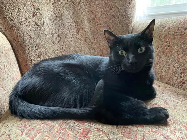 $1,669 | 3961 Old Brown Avenue, Unit 72, Manchester, NH 03103