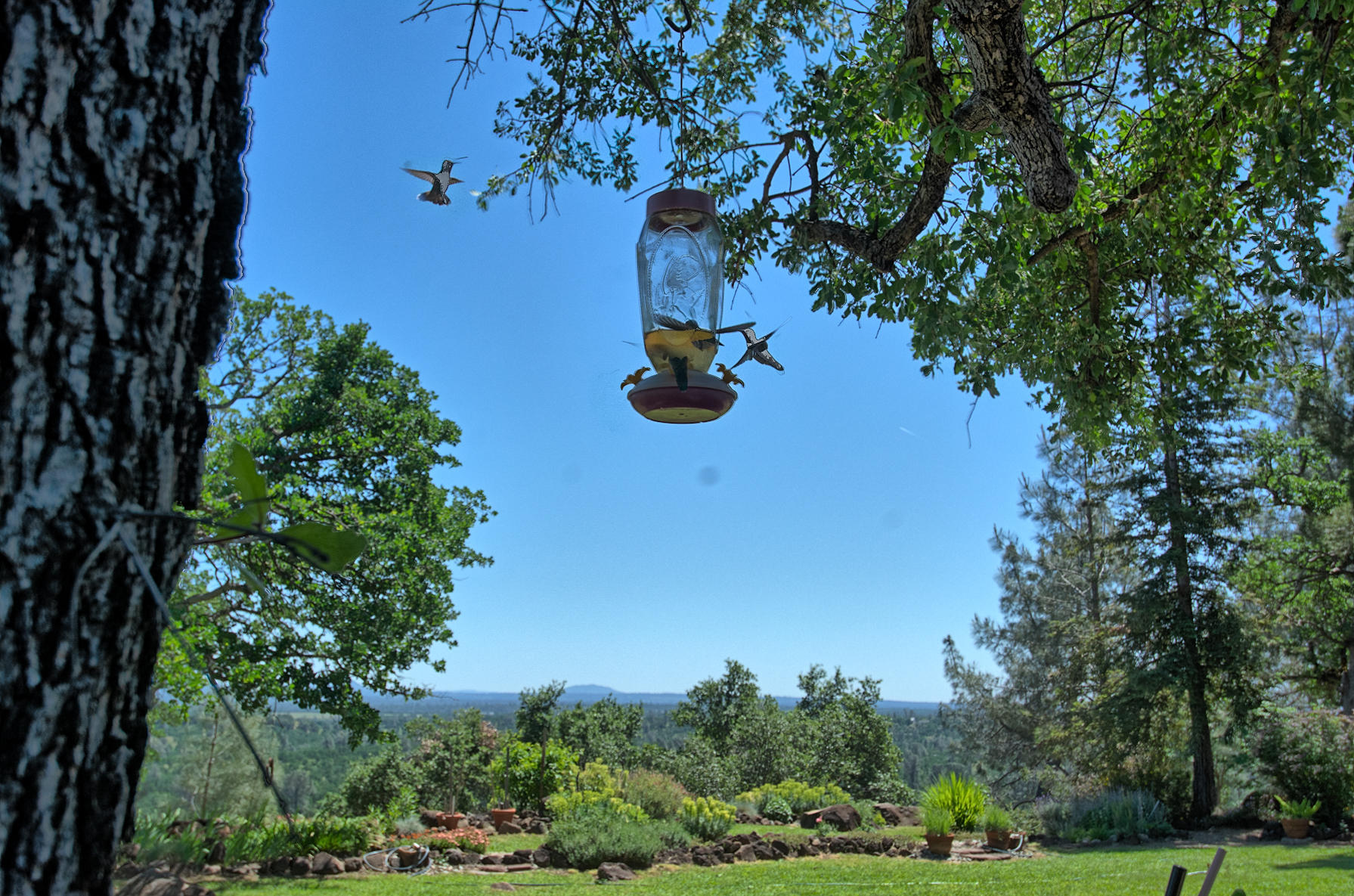 10202 Oak Run Road Palo Cedro, CA 96073 - Photo 10 of 50 Wild life