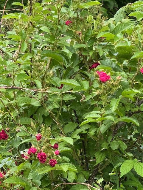 45 Freedom Road Belgrade, ME 04917 - Photo 71 of 81 45 Freedom Road