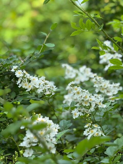 45 Freedom Road Belgrade, ME 04917 - Photo 72 of 81 45 Freedom Road