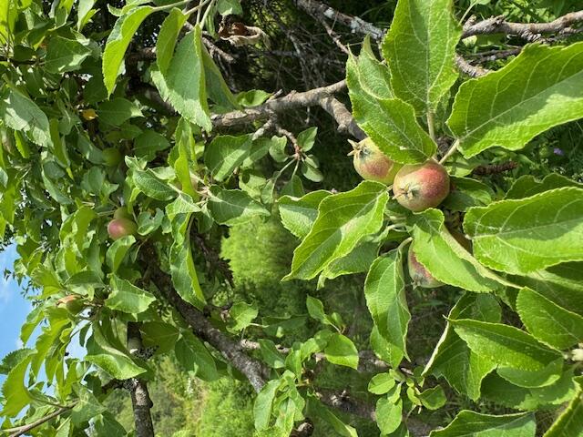 45 Freedom Road Belgrade, ME 04917 - Photo 73 of 81 45 Freedom Road