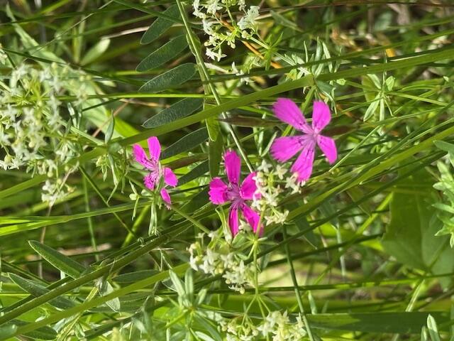 45 Freedom Road Belgrade, ME 04917 - Photo 74 of 81 45 Freedom Road