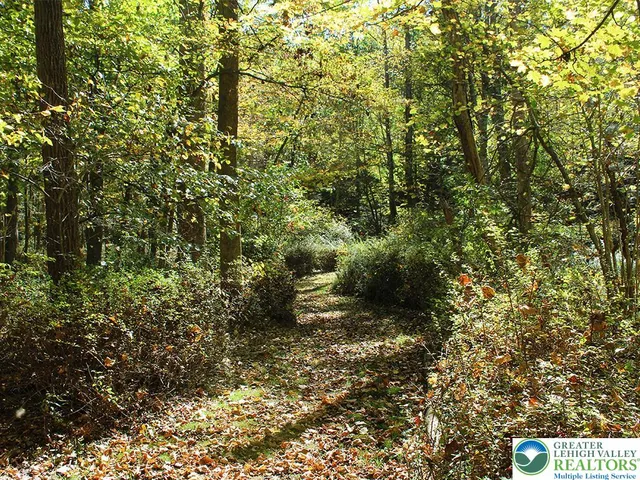 a view of a large yard with plants and large trees