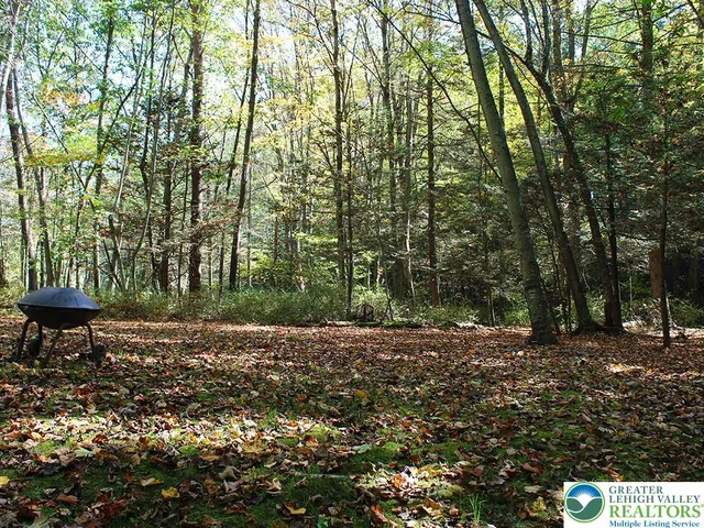 a view of a yard with large trees