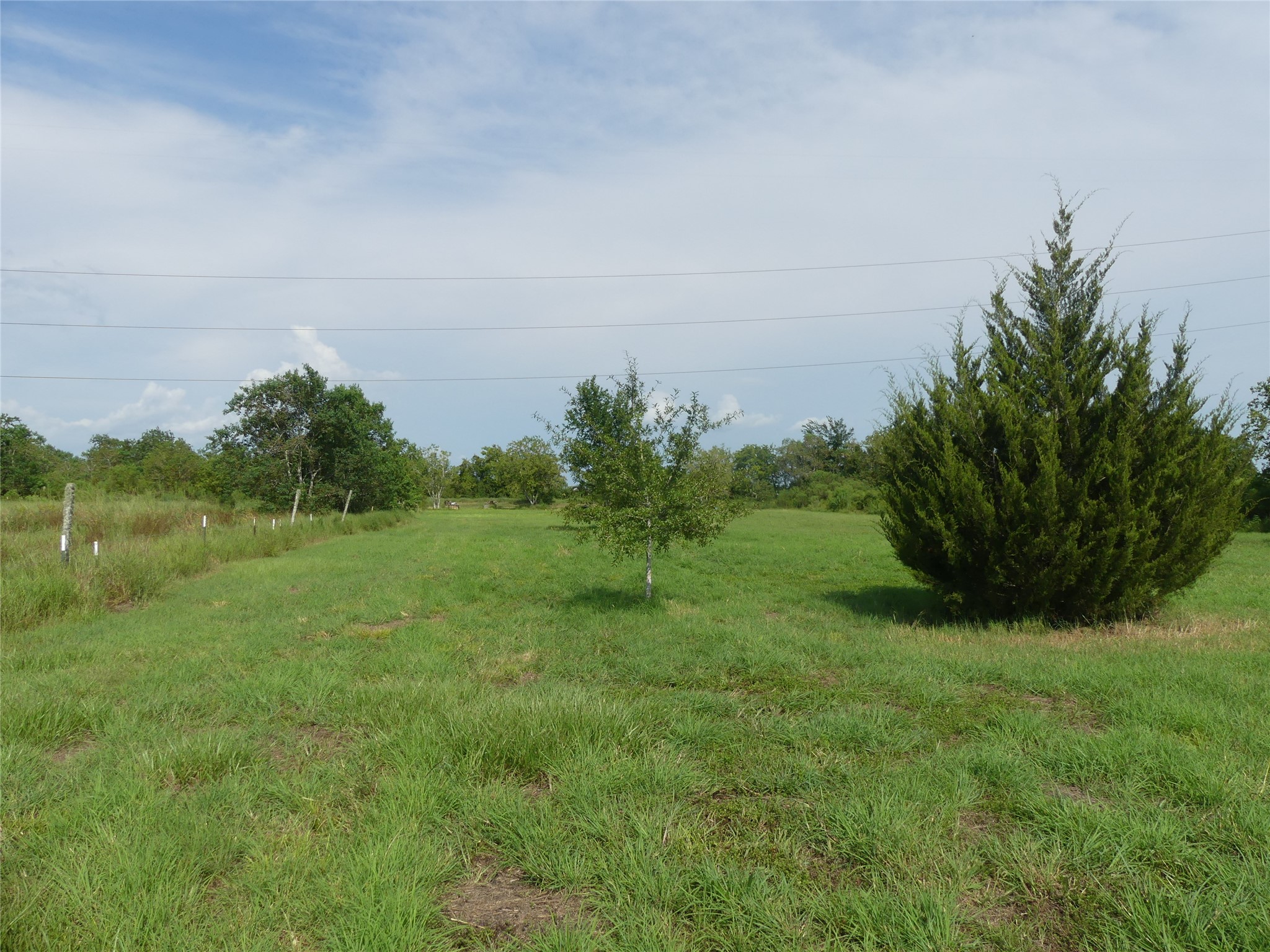 20119 East Paloma Loop Rosharon, TX 77583 - Photo 4 of 5 a big yard with lots of green space and deers
