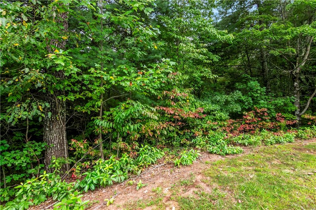 Lot 45 Abbott Mill Road Ellijay, GA 30540 - Photo 1 of 1 a view of a garden with plants